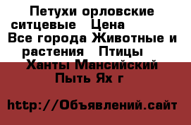 Петухи орловские ситцевые › Цена ­ 1 000 - Все города Животные и растения » Птицы   . Ханты-Мансийский,Пыть-Ях г.